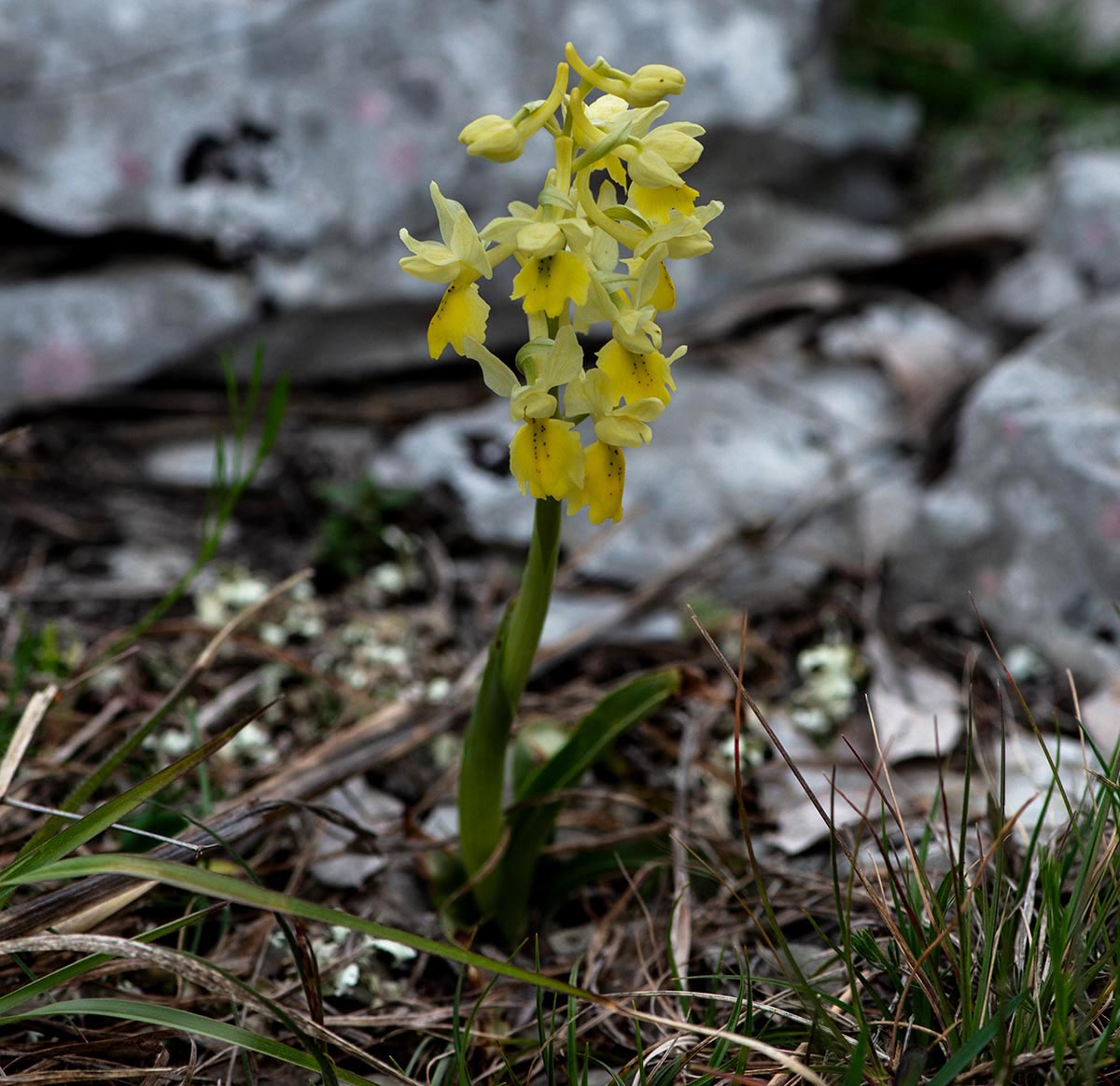 Habitus
